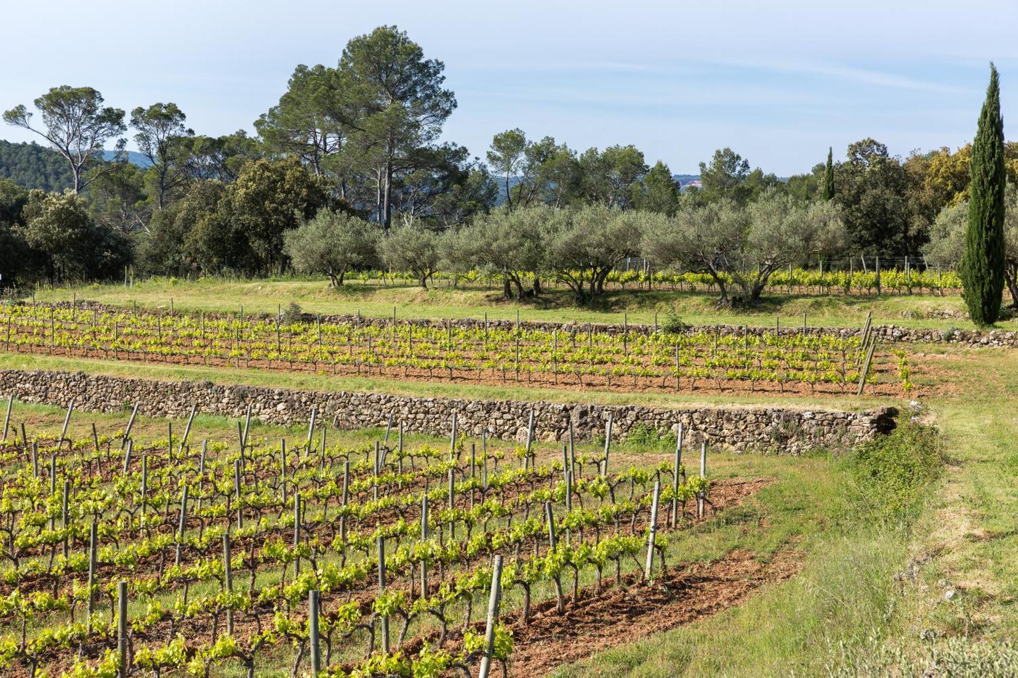 Domaine Du Clos D'Alari-Chambres D'Hotes Au Milieu Des Vignes Saint-Antonin-du-Var Екстериор снимка
